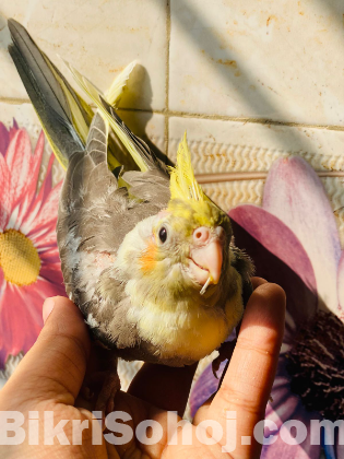 Cockatiel Baby